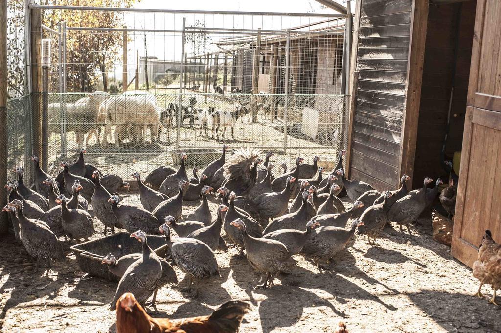 Azienda Agrituristica Alcastle Montabone Екстериор снимка