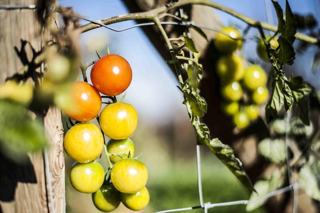 Azienda Agrituristica Alcastle Montabone Екстериор снимка